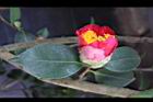 Camellia sp10.JPG